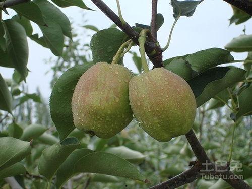 香梨图片大全大图,品味大自然的甘甜果实